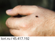 Hard-bodied tick of family Ixodidae on skin of human hand, dangerous mite. Стоковое фото, фотограф Зарифа Арсланова / Фотобанк Лори