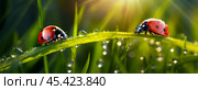 Ladybugs on the grass, beautiful summer background, dew drops on the grass in the rays of the sun. Стоковое AI-изображение, AI-художник Виктория Тельминова / Фотобанк Лори