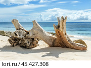 Rugged driftwood rests on soft sand while ocean waves gently lap at its base beneath a sunny sky. Стоковое AI-изображение, AI-художник Елена Старчак / Фотобанк Лори