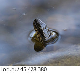 Змея смотрит из воды. Стоковое фото, фотограф Евгений Будюкин / Фотобанк Лори