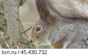 Белка обыкновенная, или векша Sciurus vulgaris. Стоковое видео, видеограф Александр Мамонтов / Фотобанк Лори