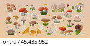 Vector set stickers forest mushrooms. Collection different types mushrooms edible and inedible. Стоковая иллюстрация, иллюстратор Оксана Марышева / Фотобанк Лори