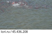 Spawning sockeye salmon. Стоковое видео, видеограф Михаил Коханчиков / Фотобанк Лори