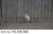 A beautiful rooster catches up with a hen, but she ran away from him in the autumn in a rural yard near a gray fence. Стоковое видео, видеограф Дмитрий Нечаев / Фотобанк Лори