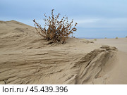 Куст верблюжьей колючки. Пустыня. Казахстан. Стоковое фото, фотограф Александр Тараканов / Фотобанк Лори