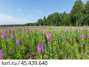 Кипрей узколистный, Иван-Чай - (Epilobium angustifolium), цветущее растение на поляне у берёзовой рощи. Новосибирская область, Западная Сибирь. Стоковое фото, фотограф Евгений Мухортов / Фотобанк Лори
