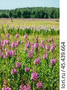 Кипрей узколистный, Иван-Чай - (Epilobium angustifolium) на большой поляне. Новосибирская область, Западная Сибирь. Стоковое фото, фотограф Евгений Мухортов / Фотобанк Лори