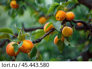 Branch of apricot tree with ripe fruits growing in garden. Стоковое AI-изображение, AI-художник Иван Рябоконь / Фотобанк Лори