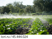 Water sprinklers irrigating a potato field on a bright sunny day. Стоковое AI-изображение, AI-художник Иван Рябоконь / Фотобанк Лори