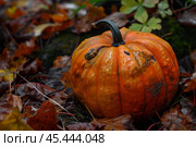 Large orange pumpkin sitting on wet autumn leaves. Стоковое AI-изображение, AI-художник Иван Рябоконь / Фотобанк Лори