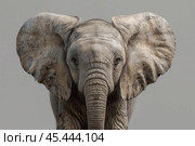 Elephant staring intensely with large ears spread wide open. Стоковое AI-изображение, AI-художник Иван Рябоконь / Фотобанк Лори
