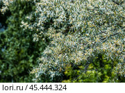 Лох серебристый (Elaeagnus commutata) – кустарник семейства Лоховые (Elaeagnaceae) в период цветения. Стоковое фото, фотограф Евгений Мухортов / Фотобанк Лори