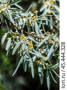 Лох серебристый (Elaeagnus commutata) – кустарник семейства Лоховые (Elaeagnaceae) в период цветения. Стоковое фото, фотограф Евгений Мухортов / Фотобанк Лори