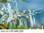 Лох серебристый (Elaeagnus commutata) – кустарник семейства Лоховые (Elaeagnaceae) в период цветения. Стоковое фото, фотограф Евгений Мухортов / Фотобанк Лори