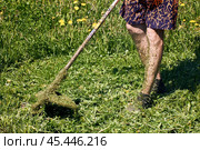 Man in shorts uses weed trimmer, his legs covered in shredded grass. Стоковое фото, фотограф Владимир Григорьев / Фотобанк Лори