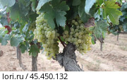 Juicy white grapes growing on vine in garden. Стоковое видео, видеограф Яков Филимонов / Фотобанк Лори