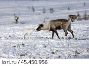 National park of Sweden. White calf found his mother "deer" Стоковое фото, фотограф Катерина Романова / Фотобанк Лори