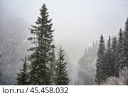 Снегопад. Горное озеро Каинды. Республика Казахстан. Стоковое фото, фотограф Александр Тараканов / Фотобанк Лори