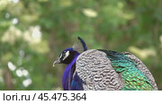 Peacocks sitting on branch in forest. Стоковое видео, видеограф Михаил Коханчиков / Фотобанк Лори