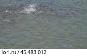 Spawning sockeye salmon. Стоковое видео, видеограф Михаил Коханчиков / Фотобанк Лори