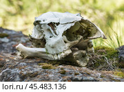 Башкирский государственный природный заповедник, череп марала (Cervus elaphus maral) на камнях. Bashkir State Nature Reserve, maral (Cervus elaphus maral) skull on the rocks. Стоковое фото, фотограф Евгений Романов / Фотобанк Лори