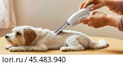 Woman removing ticks from dog using electronic tick remover device. Стоковое AI-изображение, AI-художник Юрий Поздников / Фотобанк Лори