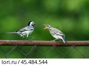 an adult wagtail bird sits on a fence and feeds its chick with insects from its beak, a summer day. Стоковое фото, фотограф ~✿Eлена Челышева(Кочина)✿~ / Фотобанк Лори