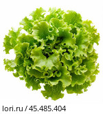 Fresh green lettuce showing its wavy and crispy leaves on white background. Стоковое AI-изображение, AI-художник Иван Рябоконь / Фотобанк Лори