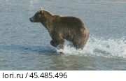 Brown bear hunts for salmon. Стоковое видео, видеограф Михаил Коханчиков / Фотобанк Лори