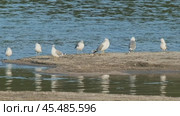 Seagulls on lake shore. Стоковое видео, видеограф Михаил Коханчиков / Фотобанк Лори