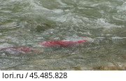 Spawning sockeye salmon. Стоковое видео, видеограф Михаил Коханчиков / Фотобанк Лори