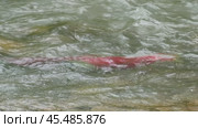 Spawning sockeye salmon. Стоковое видео, видеограф Михаил Коханчиков / Фотобанк Лори