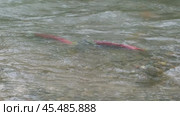 Spawning sockeye salmon. Стоковое видео, видеограф Михаил Коханчиков / Фотобанк Лори