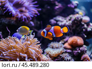 Ocellaris clownfish swimming near vibrant coral reef in aquarium. Стоковое AI-изображение, AI-художник Иван Рябоконь / Фотобанк Лори