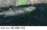 Shark movement in the closest possible state. Part 2. Стоковое видео, видеограф Vladislav Baranov / Фотобанк Лори