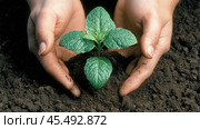 Young plant nurtured by hands in rich soil, symbolizing growth and care, AI. Стоковое AI-изображение, AI-художник Сергей Старуш / Фотобанк Лори