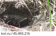 Полевой сверчок Gryllus campestris. Стоковое видео, видеограф Александр Мамонтов / Фотобанк Лори