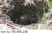 Полевой сверчок Gryllus campestris. Стоковое видео, видеограф Александр Мамонтов / Фотобанк Лори