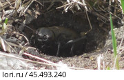 Полевой сверчок Gryllus campestris. Стоковое видео, видеограф Александр Мамонтов / Фотобанк Лори