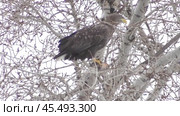 Орлан-белохвост Haliaeetus albicilla. Стоковое видео, видеограф Александр Мамонтов / Фотобанк Лори