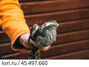 Eurasian sparrowhawk or Accipiter nisus in hand in Fringilla field ornithological station. in the Curonian Spit National Park. . Russia. Стоковое фото, фотограф Elena Odareeva / Фотобанк Лори