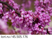 Blossoming Cercis siliquastrum. Стоковое фото, фотограф Яков Филимонов / Фотобанк Лори