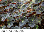 Begonia leaves. Стоковое фото, фотограф Юлия Бабкина / Фотобанк Лори