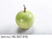 Tropical sweet fruit Sapote Star apple. Стоковое фото, фотограф Андрей Старостин / Фотобанк Лори