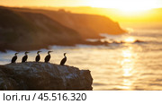 Cormorants perched on rocks during sunset at a coastal location in California. Стоковое AI-изображение, AI-художник Сергей Толмачёв / Фотобанк Лори
