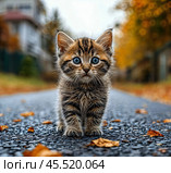 Котёнок на дороге, осень, фокус на котёнка. Стоковое AI-изображение, AI-художник Алексей Смирнов / Фотобанк Лори