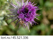Bumblebee (Bombus) collects nectar on a flower close-up. Стоковое фото, фотограф Татьяна Ляпи / Фотобанк Лори