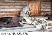 Bear and wolf skins with heads and bared mouths against the background of a stuffed wild lynx. Стоковое фото, фотограф FotograFF / Фотобанк Лори