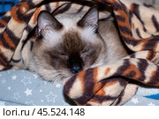 There is a cat snugly wrapped in a cozy blanket adorned with stars on it. Стоковое фото, фотограф Аксенова Вера / Фотобанк Лори
