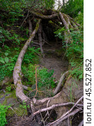 The interweaving of exposed roots around a cave in the forest in the Altai Mountains. Стоковое фото, фотограф Сергей Фролов / Фотобанк Лори
